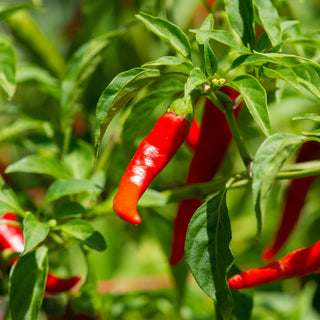 Discover the Power of Cayenne Pepper for Hair Growth