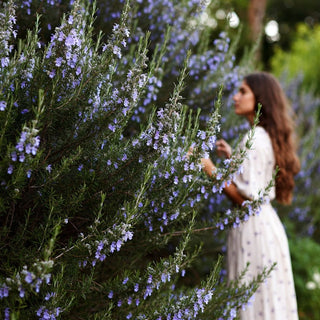Rosemary for Hair Growth: Ancient Herb, Modern Science, DIY Recipes
