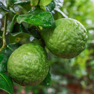 Face & Body Mist - Bergamot & Green Tea - Botanical SPA