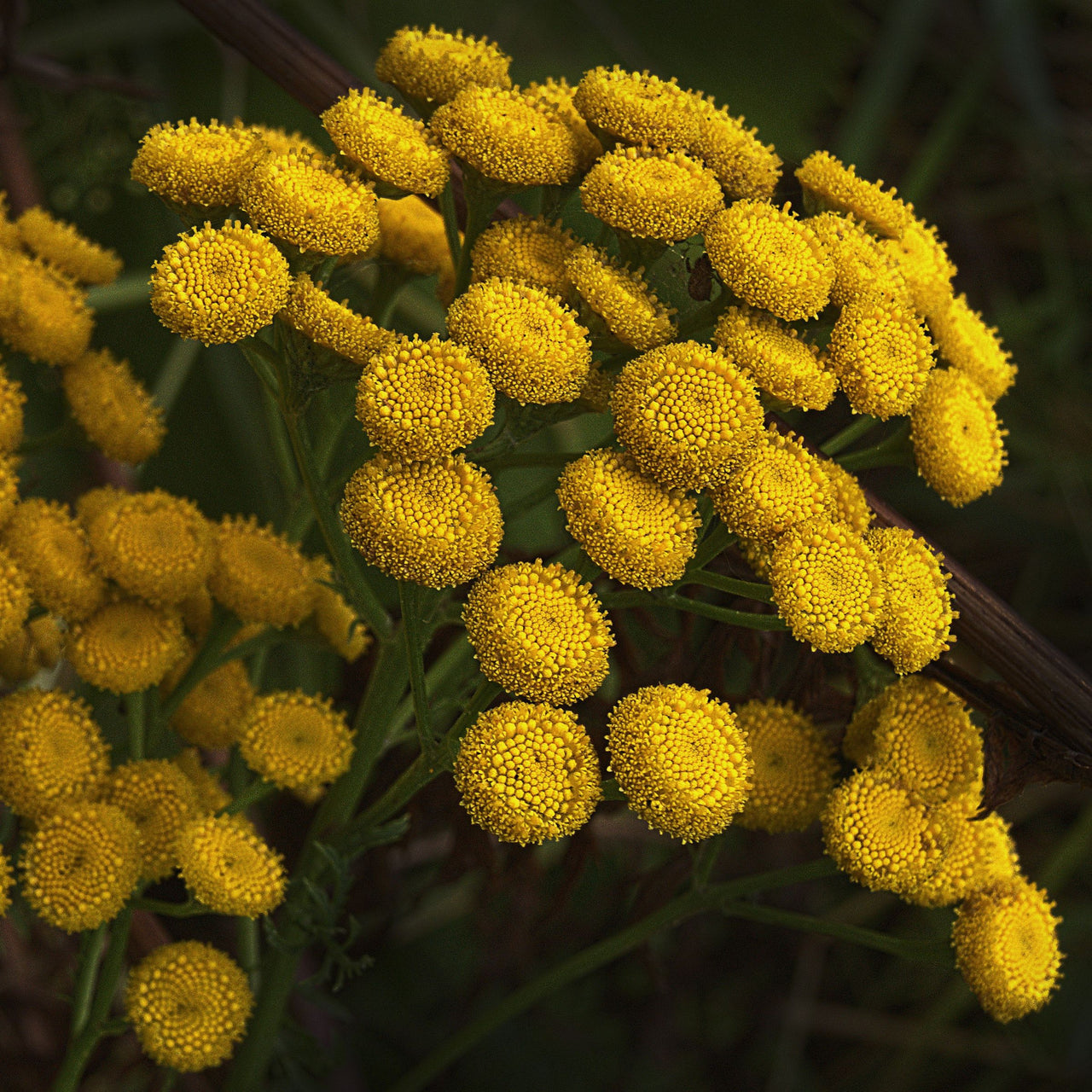 Blue Tansy Essential Oil - Botanical Premium 100% Pure - 0.5 Fl Oz