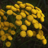 Thumbnail for Blue Tansy Essential Oil - Botanical Premium 100% Pure - 0.5 Fl Oz