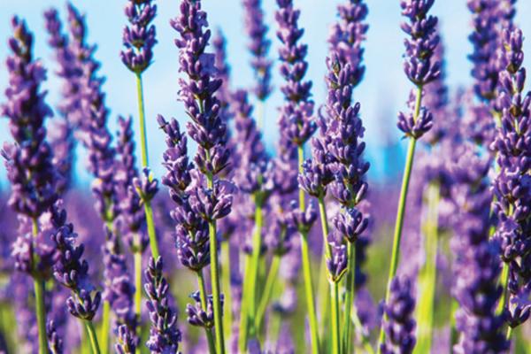 Serene Lavender For Hair Growth Scene for Mobile Serene Lavender For Hair Growth Scene for Mobile